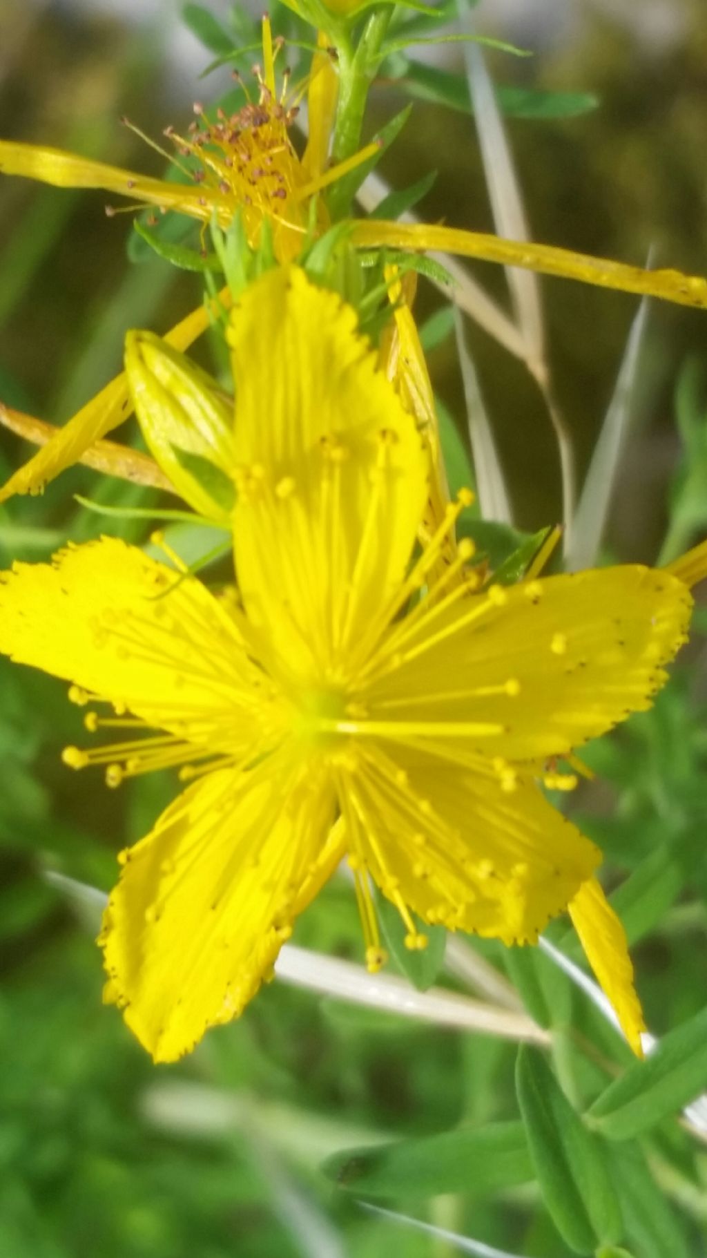 IperIco?  S,  Hypericum perforatum